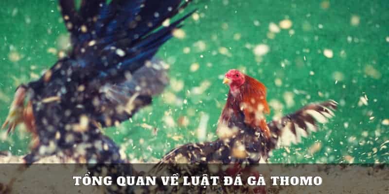 Luật đá gà thomo